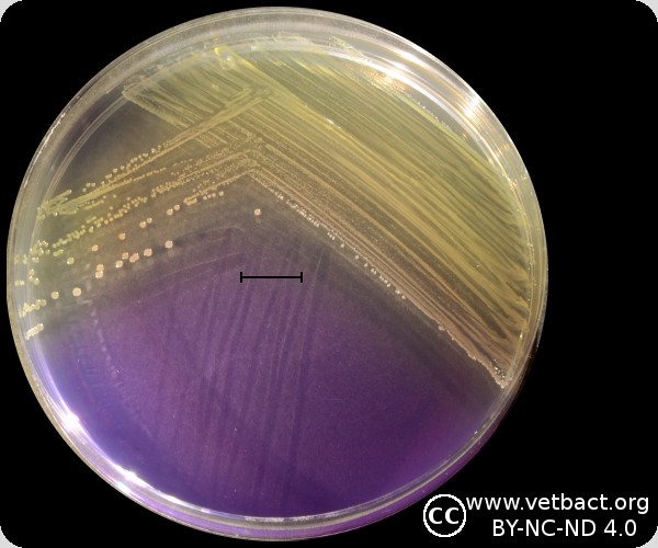 <i>Actinobacillus equuli</i> subsp.<i> equuli</i>