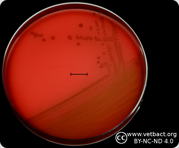 <i>Actinobacillus equuli</i> subsp.<i> equuli</i>