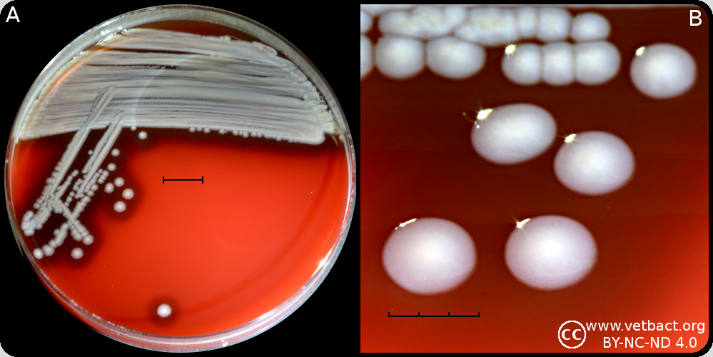 <i>Aeromonas hydrophila</i> subsp.<i> hydrophila</i>