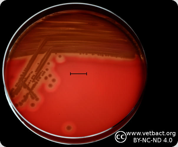 <i>Aeromonas hydrophila</i> subsp.<i> hydrophila</i>