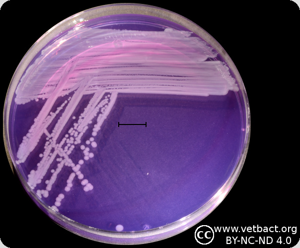 <i>Aeromonas hydrophila</i> subsp.<i> hydrophila</i>