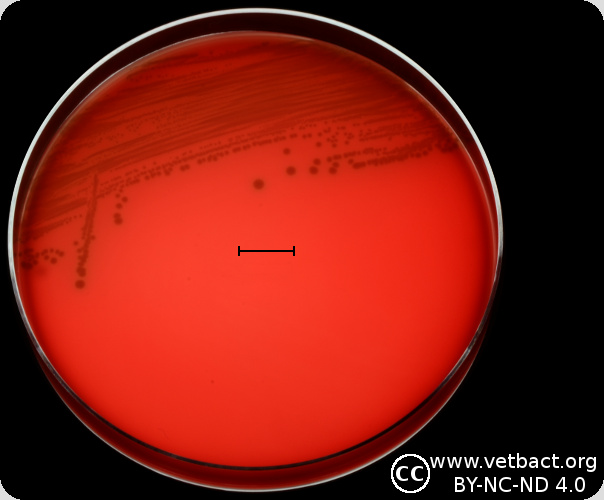 <i>Enterococcus faecium</i>