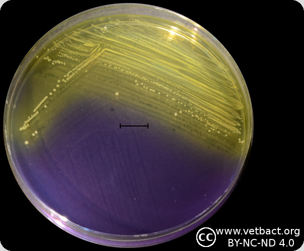 <i>Enterococcus faecium</i>