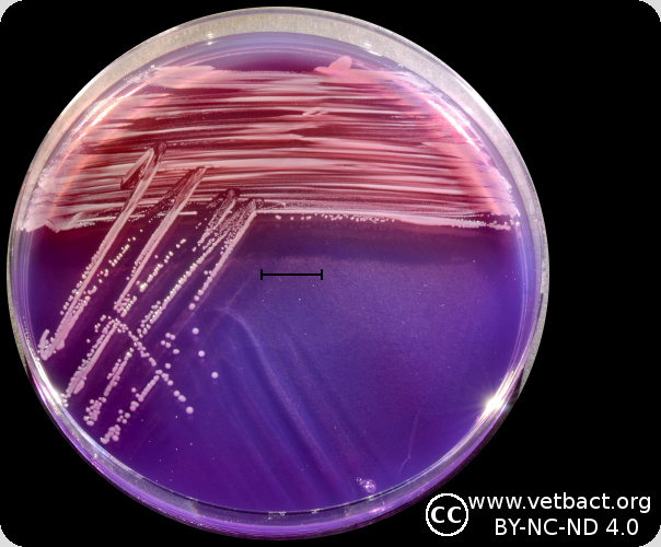 <i>Aeromonas salmonicida</i> subsp. <i>salmonicida</i>