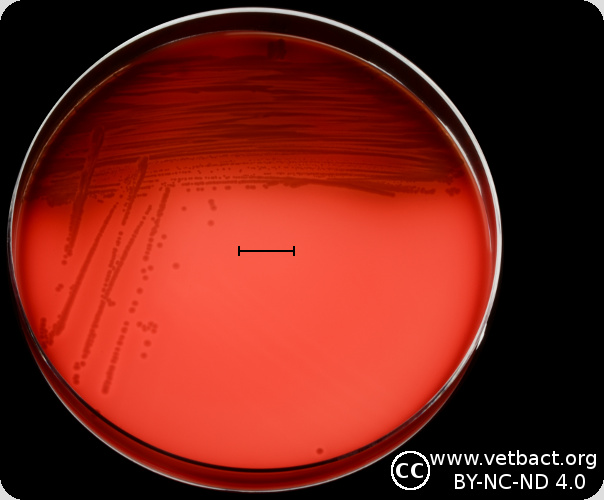 <i>Aeromonas salmonicida</i> subsp. <i>salmonicida</i>