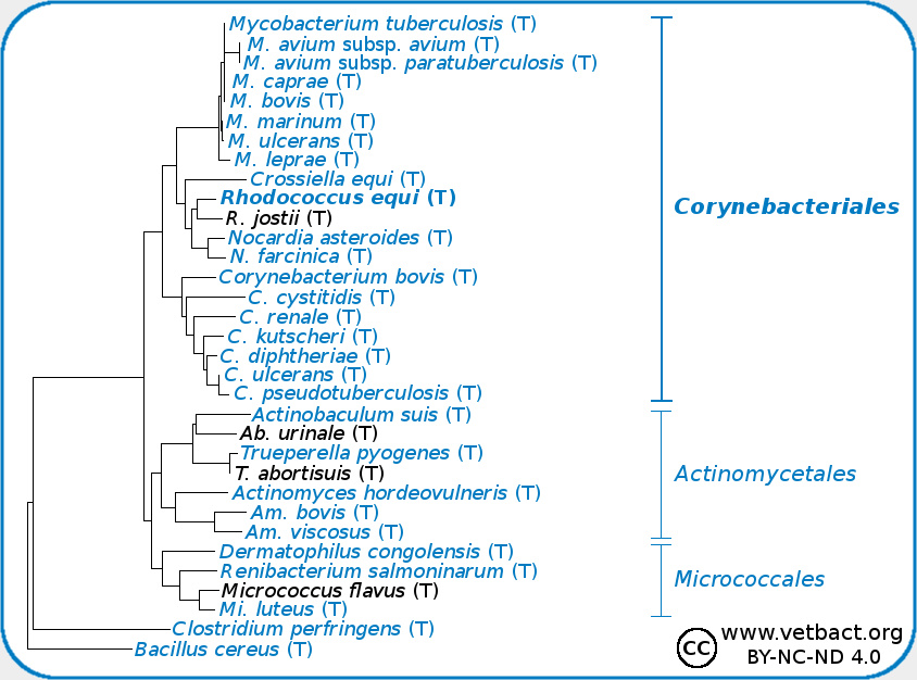 <i>Rhodococcus hoagii</i>