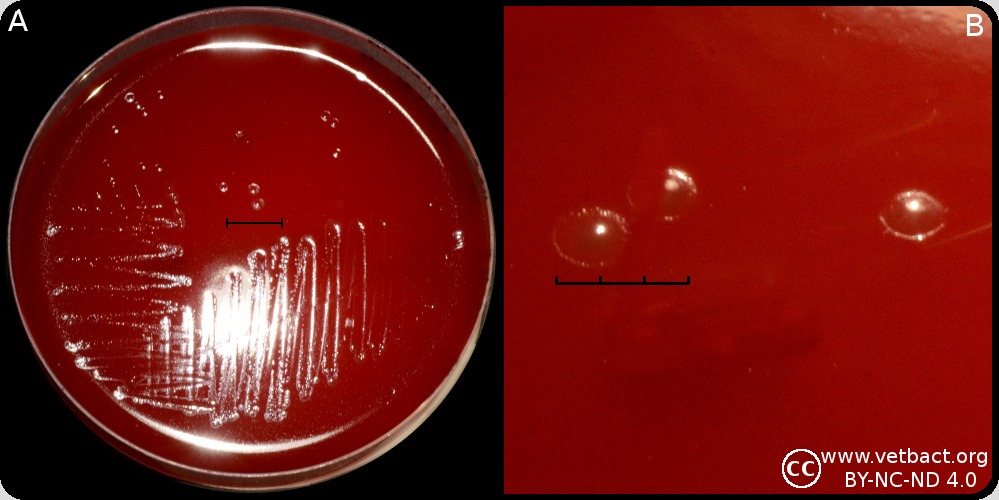 <i>Dichelobacter nodosus</i>