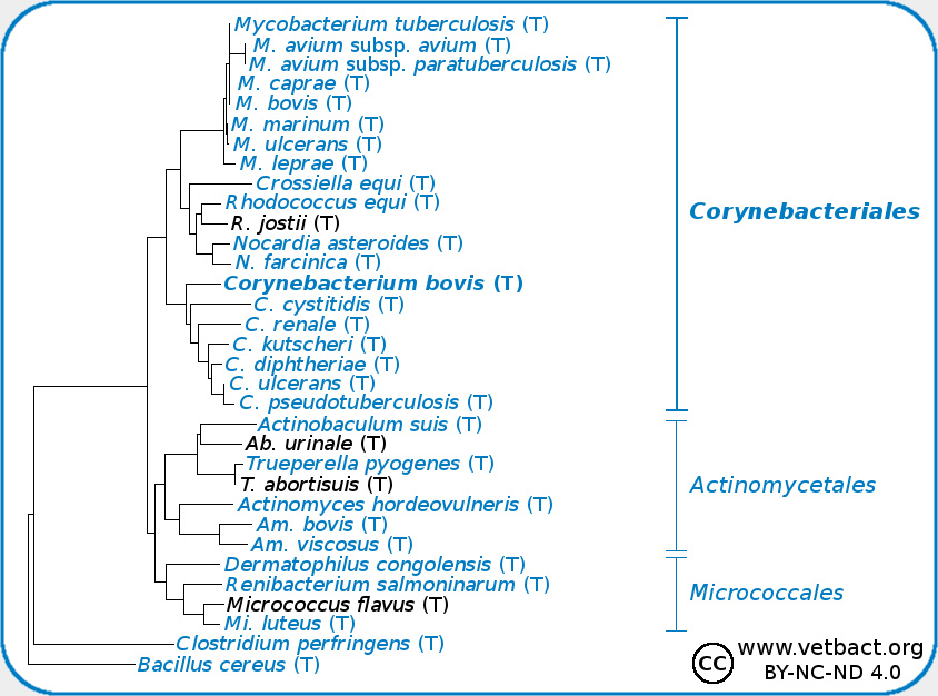 <i>Corynebacterium bovis</i>