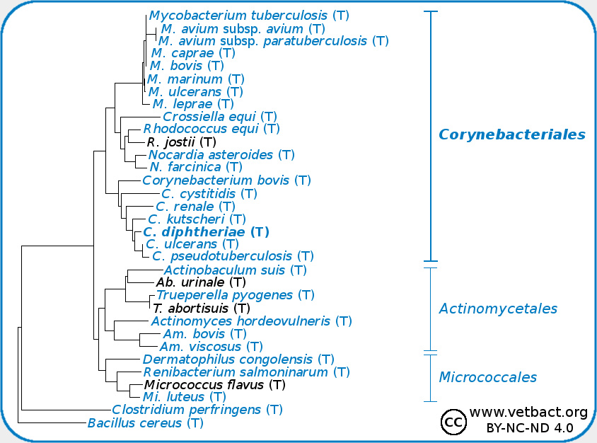 <i>Corynebacterium diphtheriae</i>