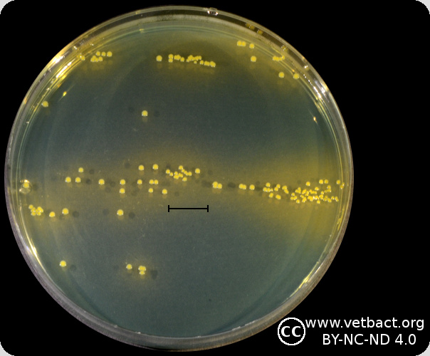 <i>Staphylococcus pseudintermedius</i>