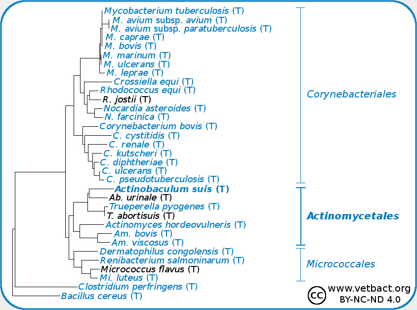 <i>Actinobaculum suis</i>