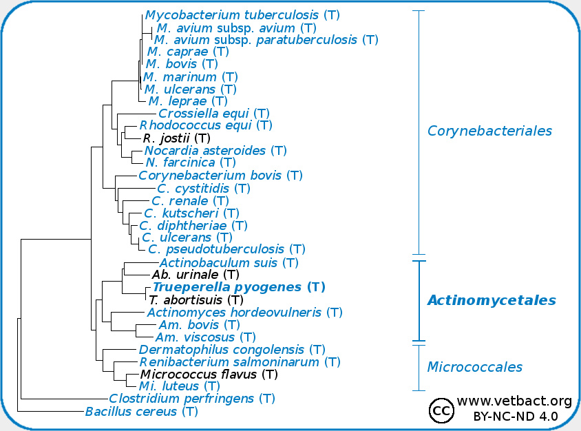 <i>Trueperella pyogenes</i>