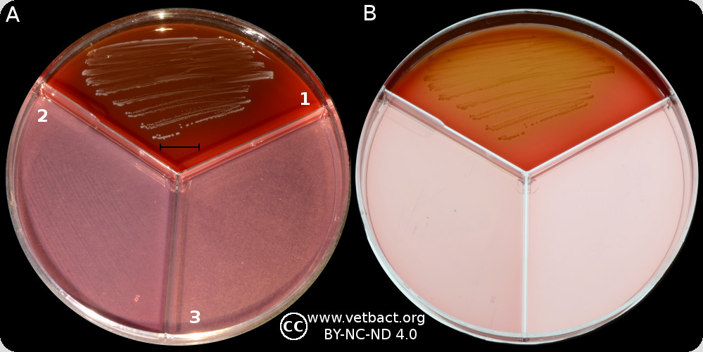 <i>Streptococcus uberis</i>