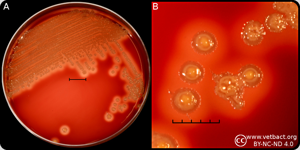 Dermatophilus congolensis