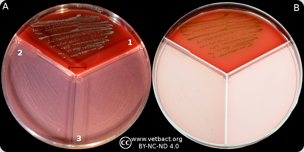 <i>Streptococcus dysgalactiae</i> subsp. <i>dysgalactiae</i>