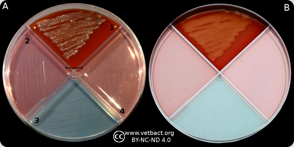 <i>Streptococcus agalactiae</i>