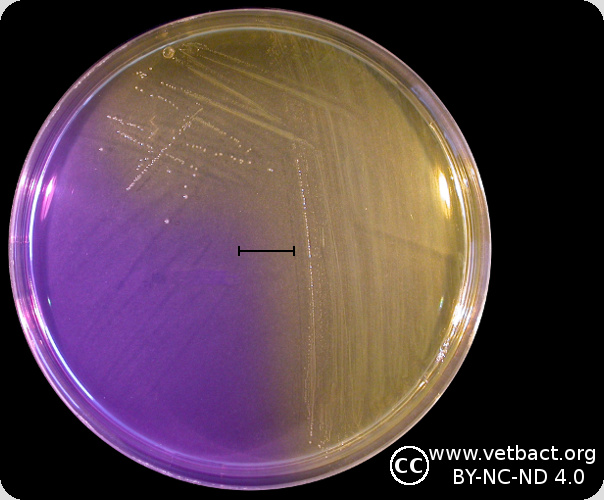 <i>Streptococcus agalactiae</i>