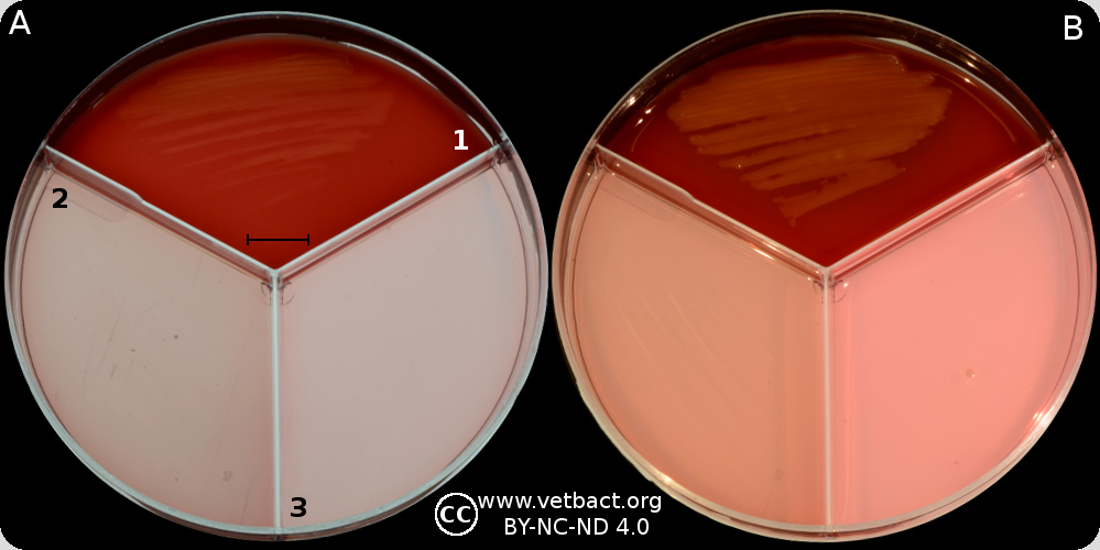 <i>Trueperella pyogenes</i>