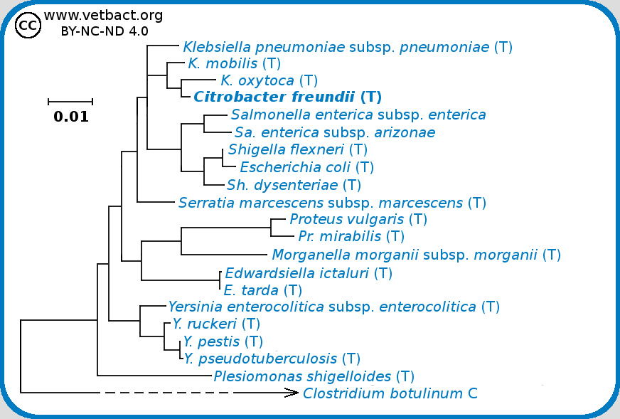 <i>Citrobacter freundii</i>