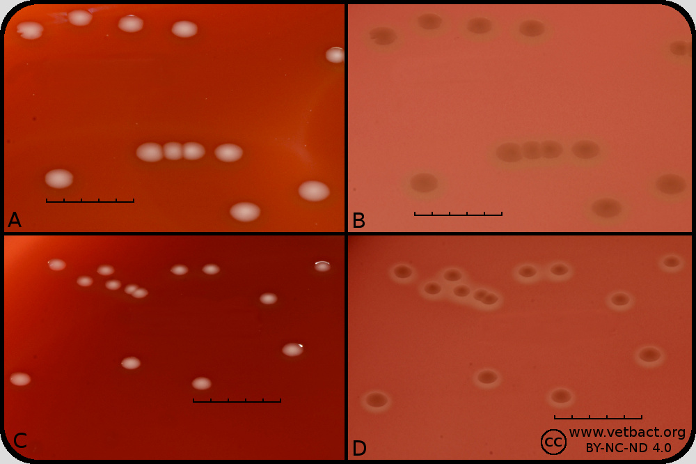 <i>Streptococcus suis</i>