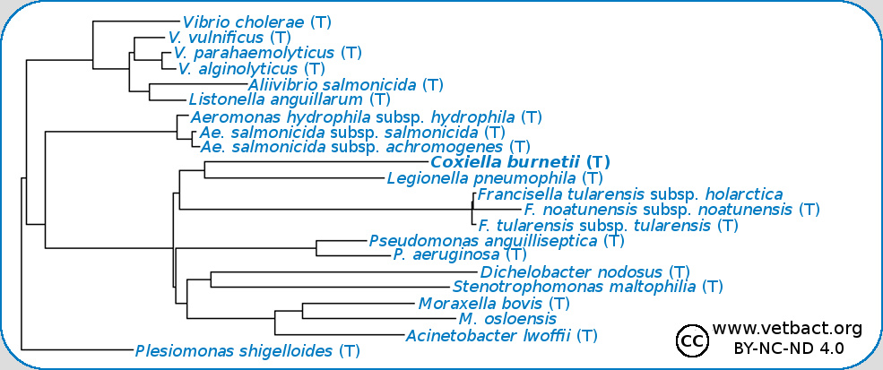 <i>Coxiella burnetii</i>