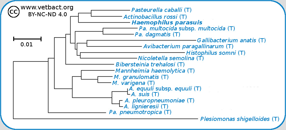 <i>Glaesserella parasuis</i>