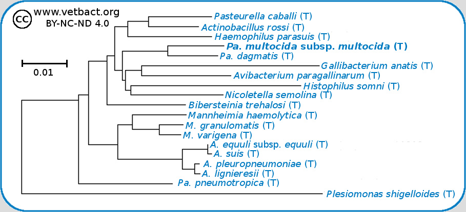 <i>Pasteurella multocida</i> subsp. <i>multocida</i>