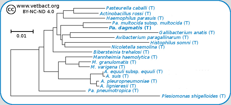 <i>Psteurella dagmatis</i>