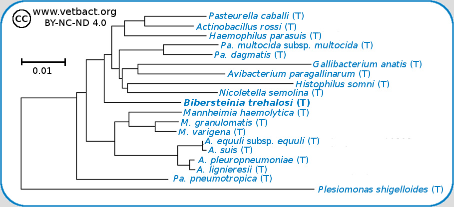 <i>Bibersteinia trehalosi</i>