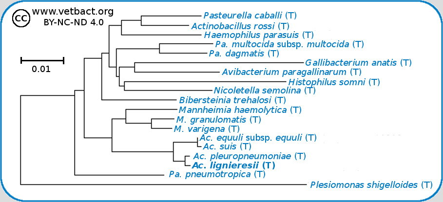 <i>Actinobacillus lignieresii</i>