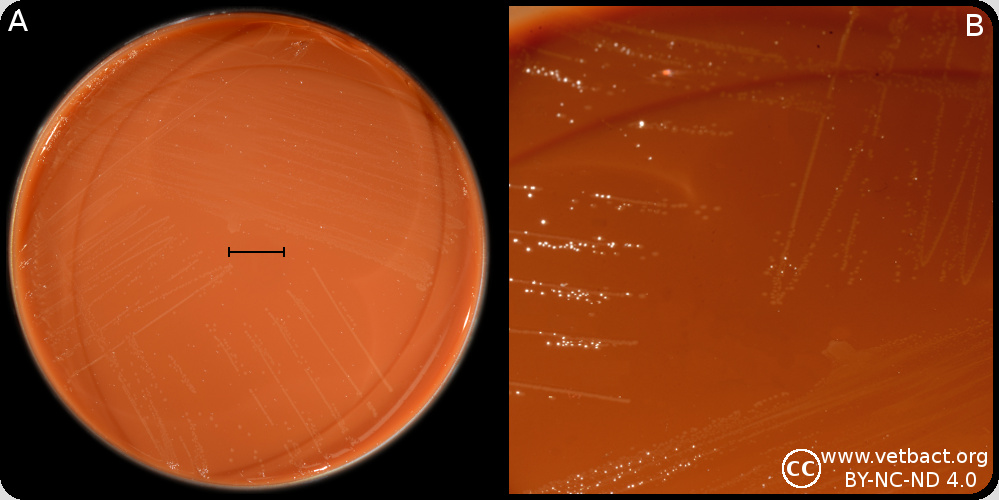 <i>Avibacterium paragallinarum</i>