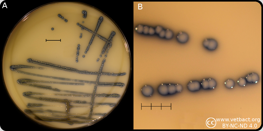 <i>Staphylococcus aureus</i> (MRSA)