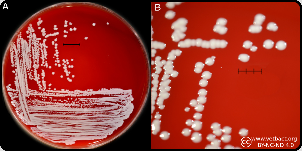 Staphylococcus Saprophyticus