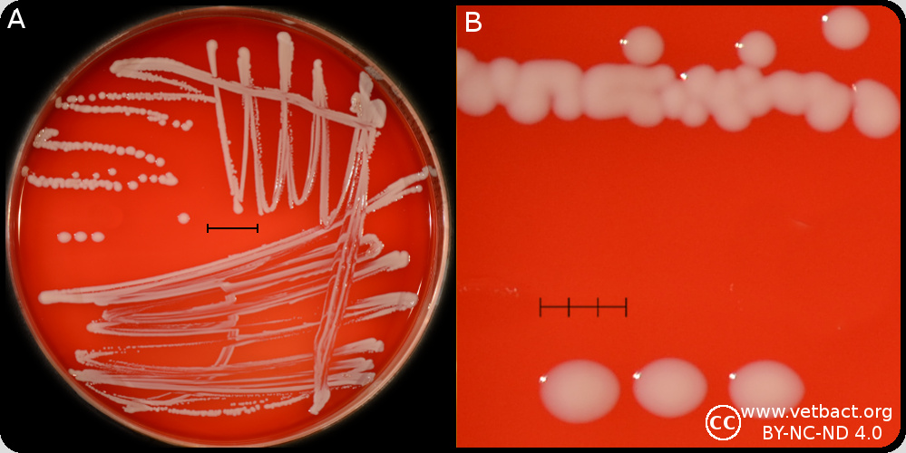 <i>Staphylococcus chromogenes</i>