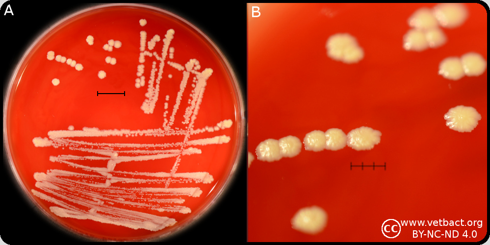 <i>Corynebacterium freneyi</i>