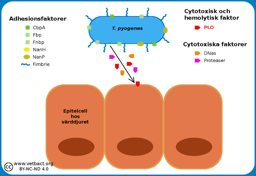 <i>Trueperella pyogenes</i>, virulence factors