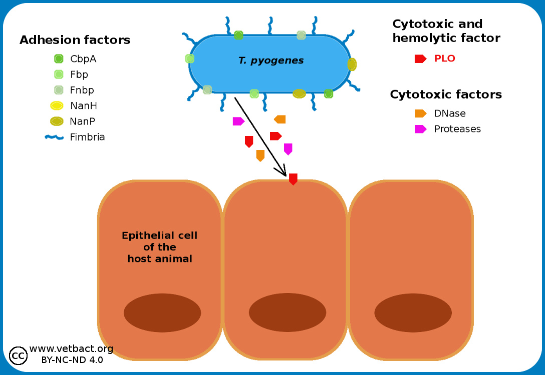 <i>Trueperella pyogenes</i>, virulence factors