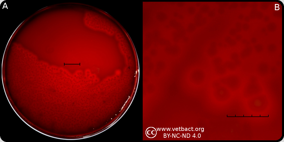 <i>Fusobacterium necrophorum</i> subsp.<i> funduliforme</i>