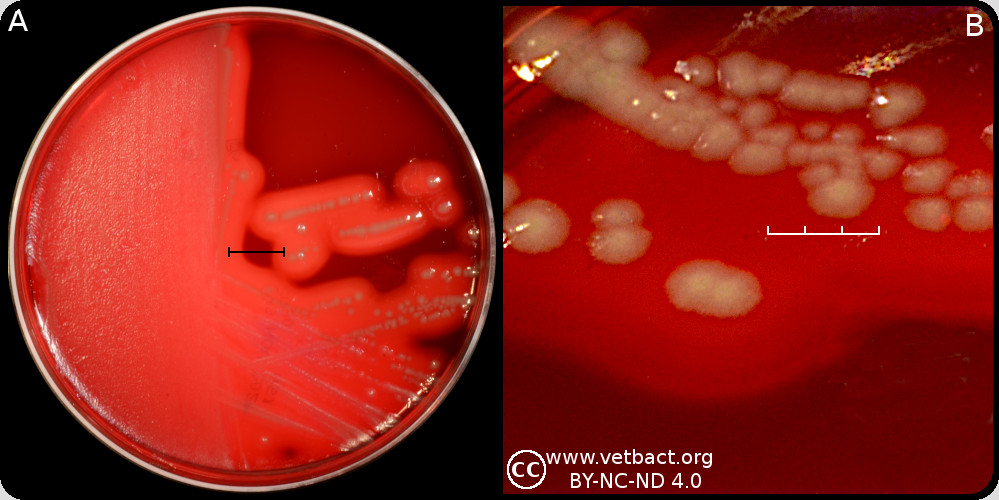 <i>Fusobacterium necrophorum</i> subsp. <i>necrophorum</i>