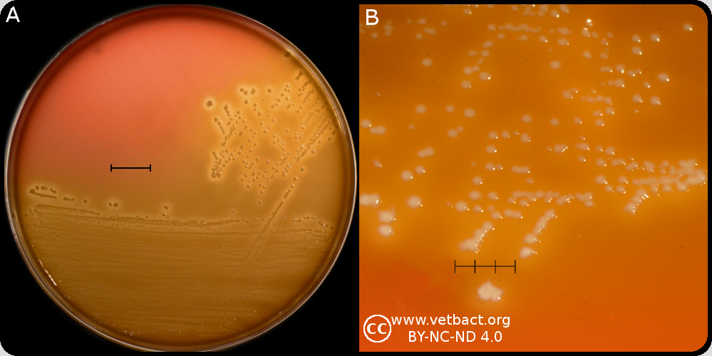 <i>Enterococcus cecorum</i>