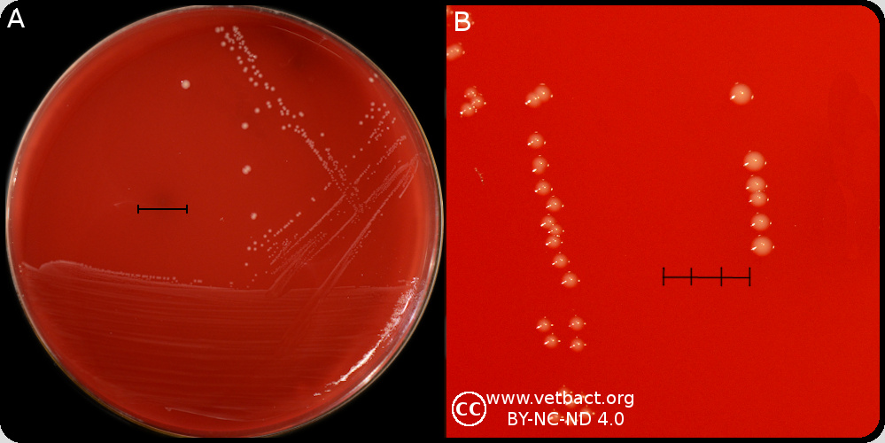 <i>Peptoniphilus indolicus<i/>