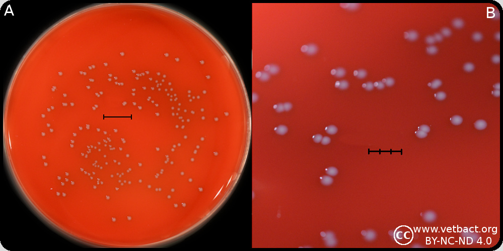 <i>Enterococcus hirae</i>