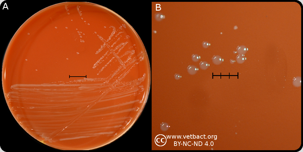 Capnocytophaga canimorsus