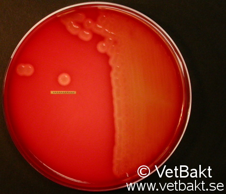 Streptococcus equi subsp. zooepidemicus