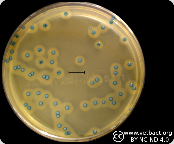 Listeria monocytogenes