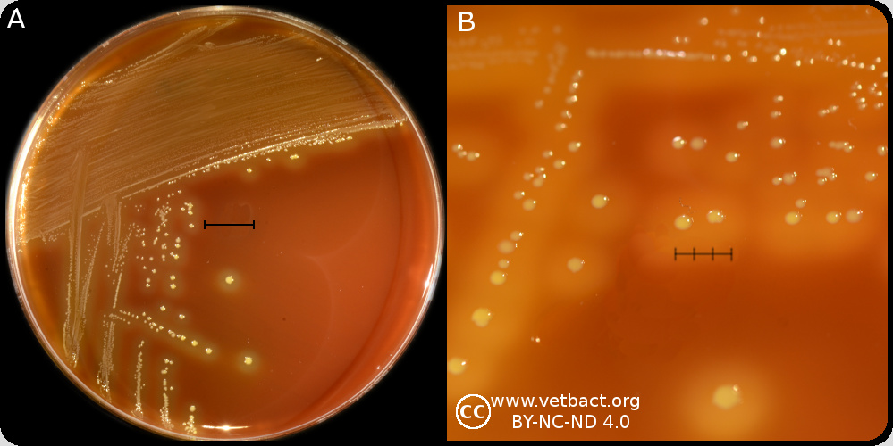 Haemophilus somnus что это